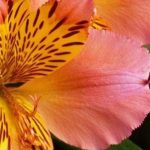 Succeeding with Pot-grown Alstroemeria