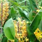 Associating Hedychiums