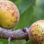 Diseases and Pests of the Apricot Tree