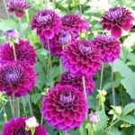 How to pinch dahlias to get more flowers?