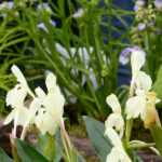 Pairing ideas with Roscoea