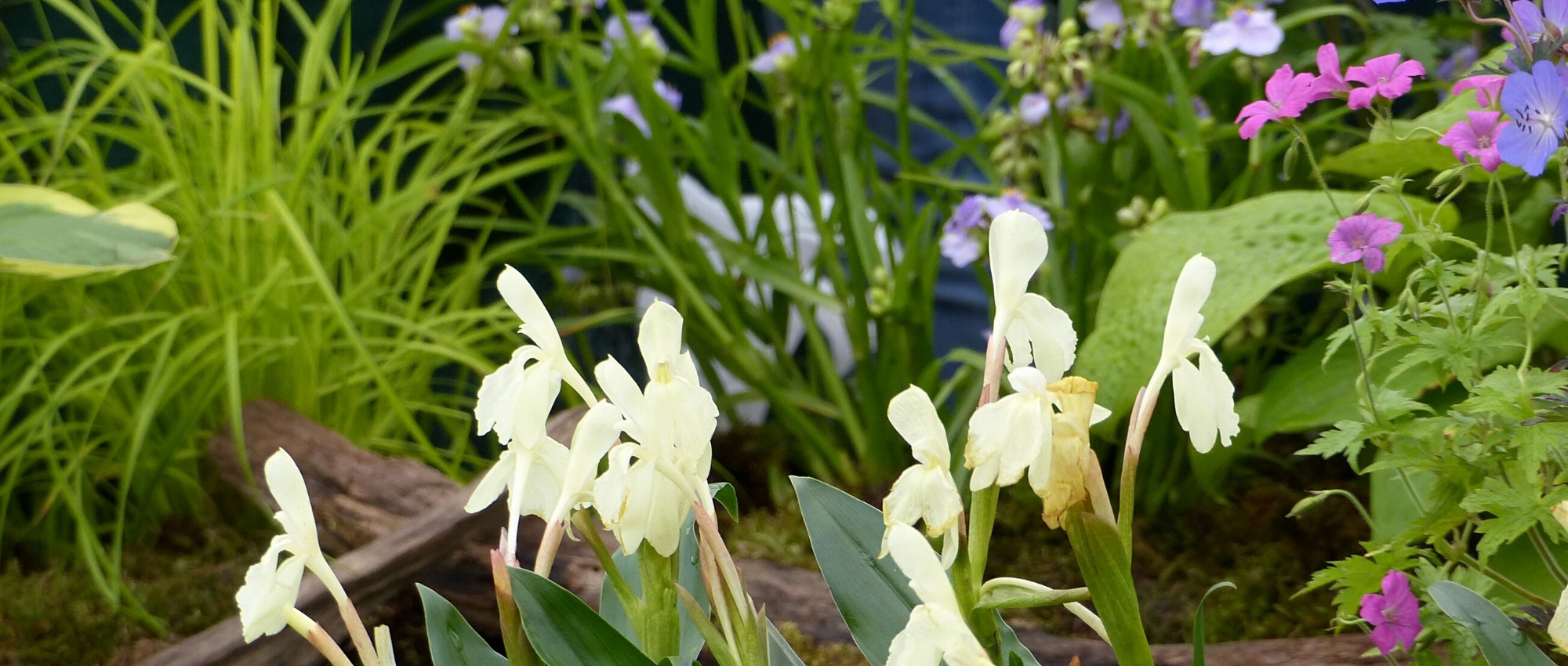 Pairing ideas with Roscoea