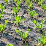 Tutorial: how to sow endives or chicons?