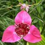 Pairing ideas with Tigridia or peacock eye