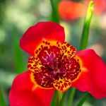 Tigridia: planting, growing and care