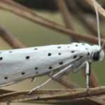 Hyponomeutes: prevention and control