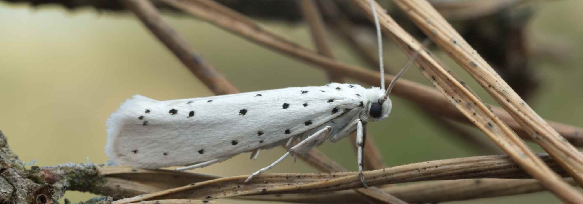 Hyponomeutes: prevention and control