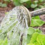 Watering the vegetable garden: our tips