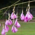 Pairing the Dierama