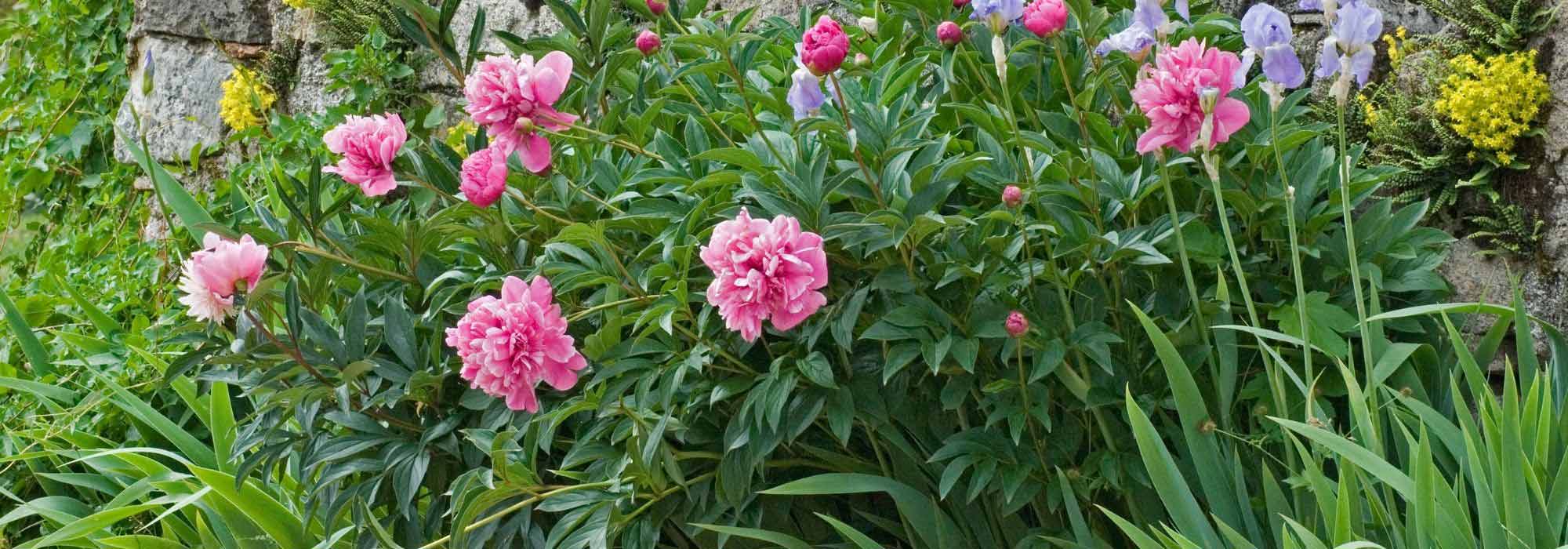 How to pair peonies?