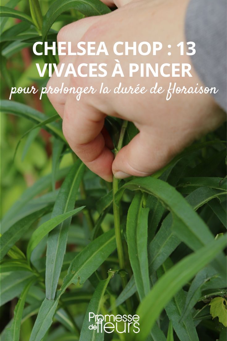 perennial cutback or pinching in May