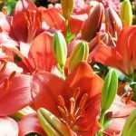 How to choose a lily?