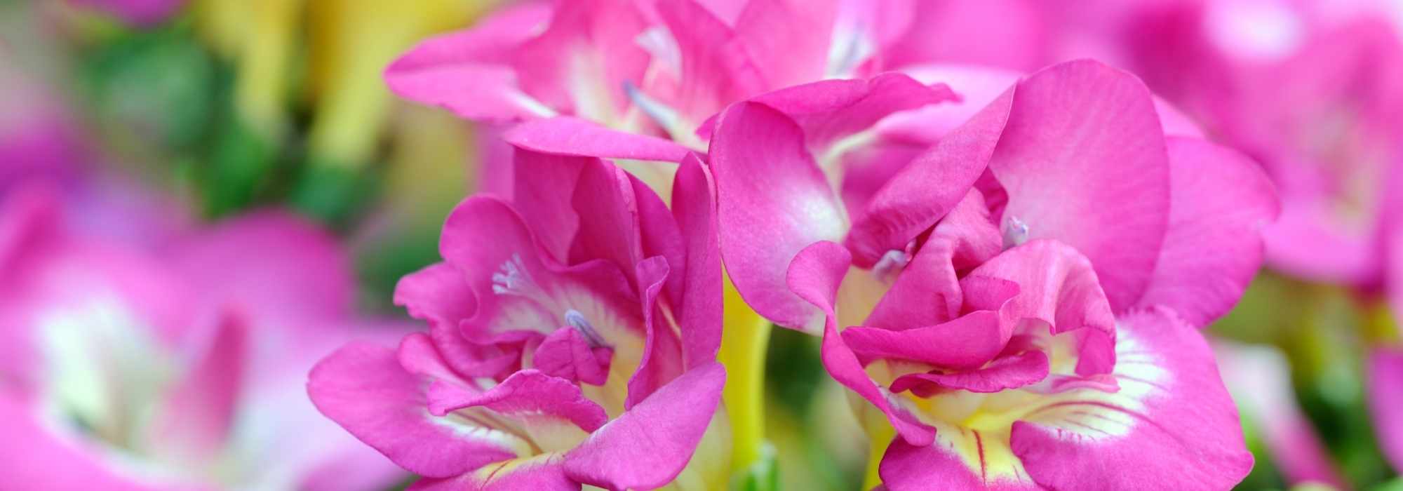 Growing freesias in pots