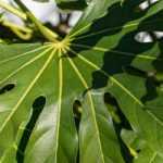 Fatsia japonica, False Aralia: planting, growing, and care