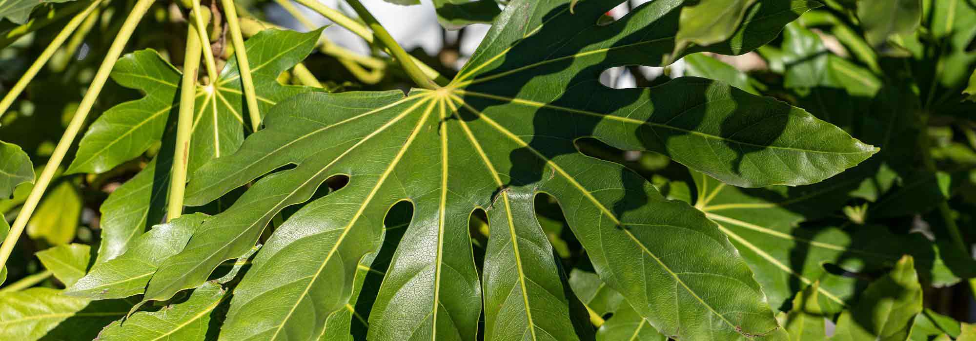 Fatsia japonica, False Aralia: planting, growing, and care