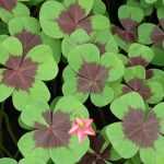 Pairing ideas with oxalis