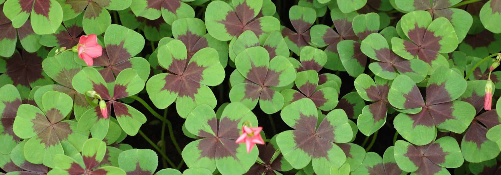 Pairing ideas with oxalis