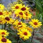 Growing Heliopsis in pots