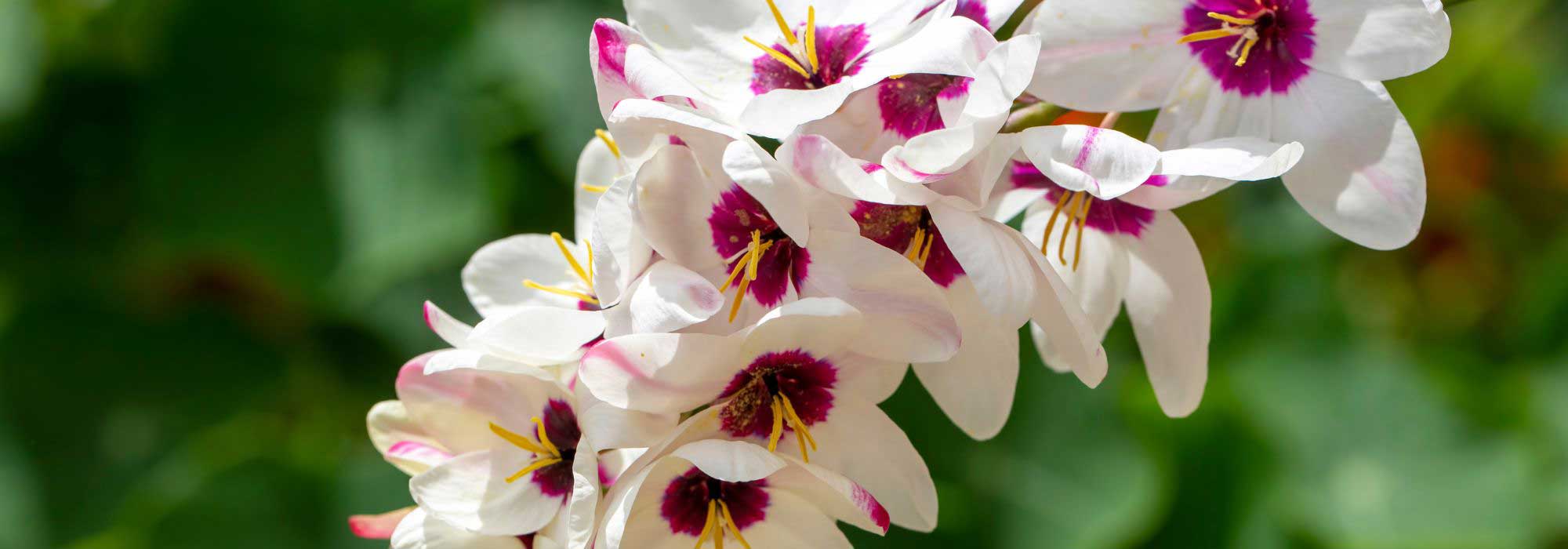 How to grow Ixia in pots?