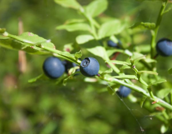 How to propagate a blueberry bush?