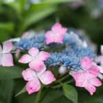 Travelling plants: Hydrangea