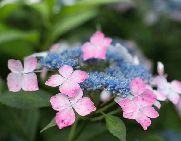 Travelling plants: Hydrangea