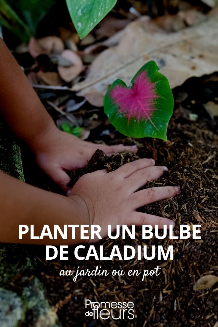 Planting a caladium bulb