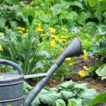 Vegetable garden calendar - June