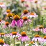 How to sow Echinacea or Purple Rudbéckia ?