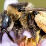 Decline of Pollinators: The Consequences for Plants
