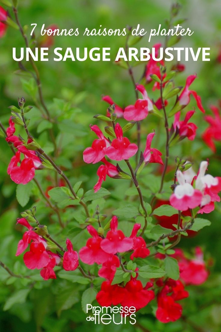 Why plant shrubby sage in the garden or on the terrace?