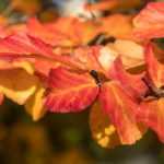 How to pair the Parrotia or Iron Tree?