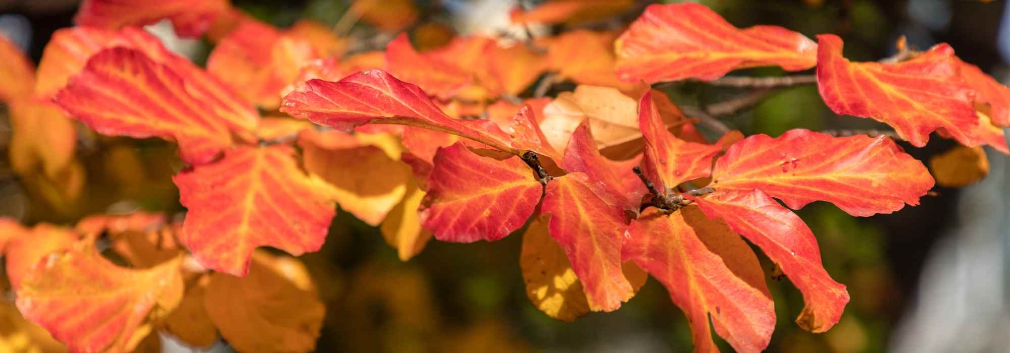 How to pair the Parrotia or Iron Tree?