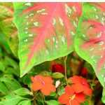 Pairing ideas with Caladium or Elephant ear