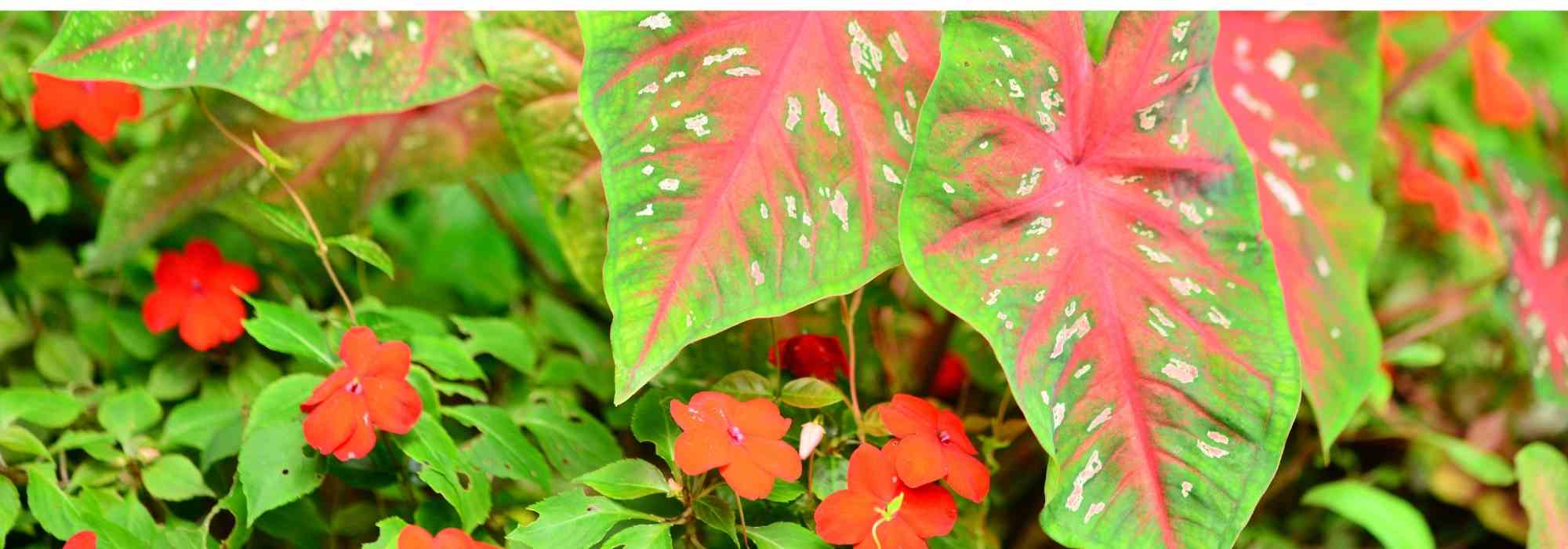 Pairing ideas with Caladium or Elephant ear
