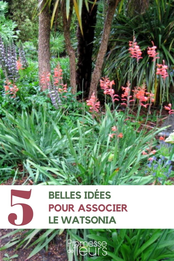 [watsonia_tips title="Watsonia: Ideas and Tips"]