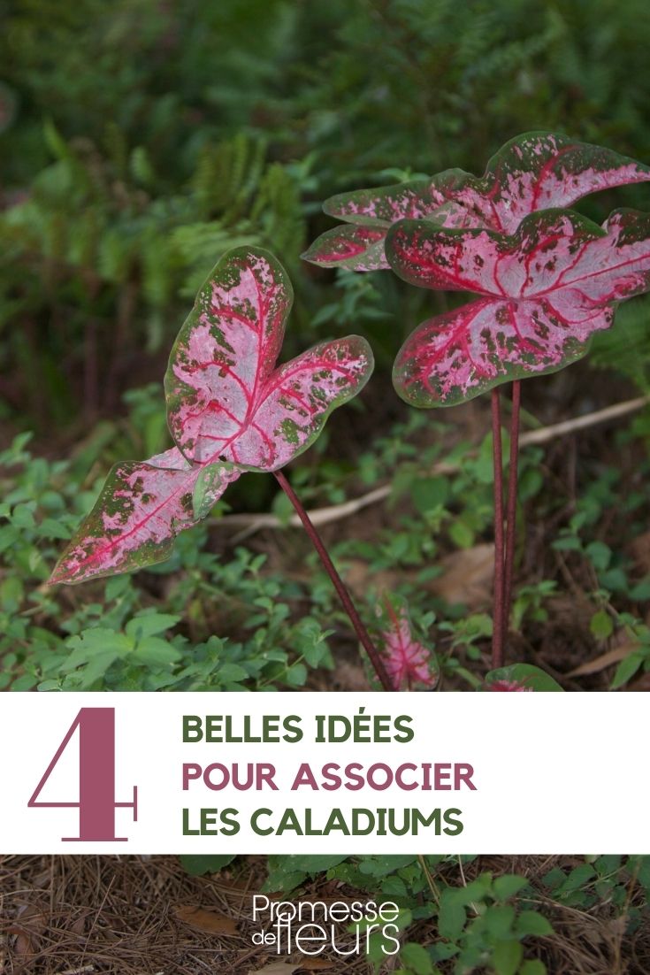 Associate caladiums