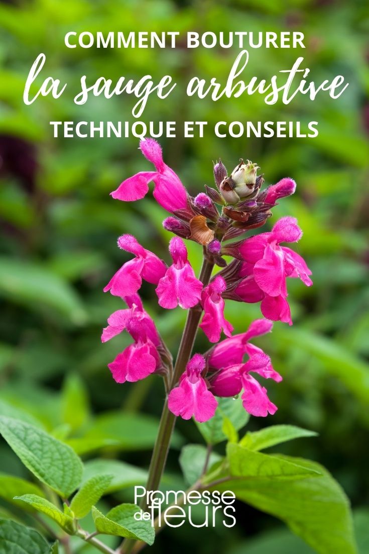 Propagating Shrubby Sage by Cuttings