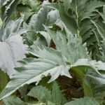 How to blanch cardoons?