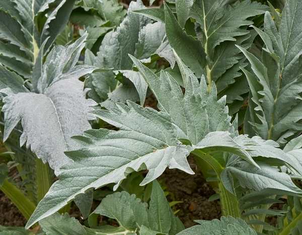 How to blanch cardoons?