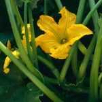How to pollinate courgette flowers by hand?