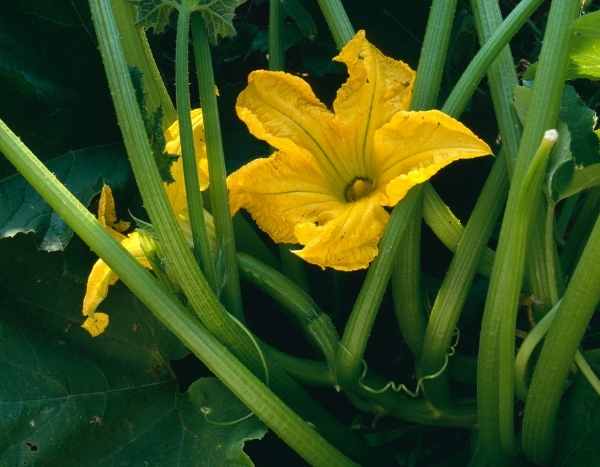 How to pollinate courgette flowers by hand?