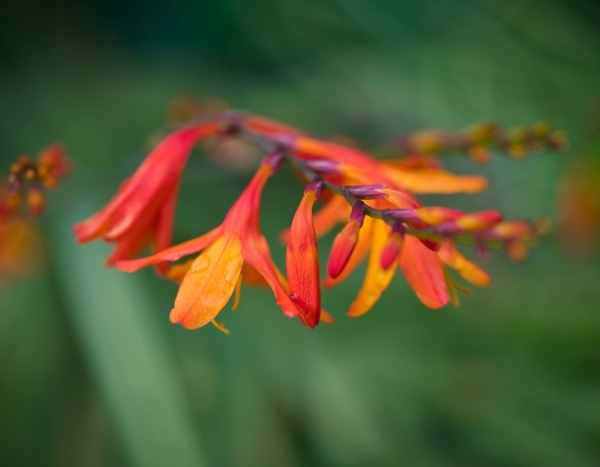 Travelling Plants: Crocosmias