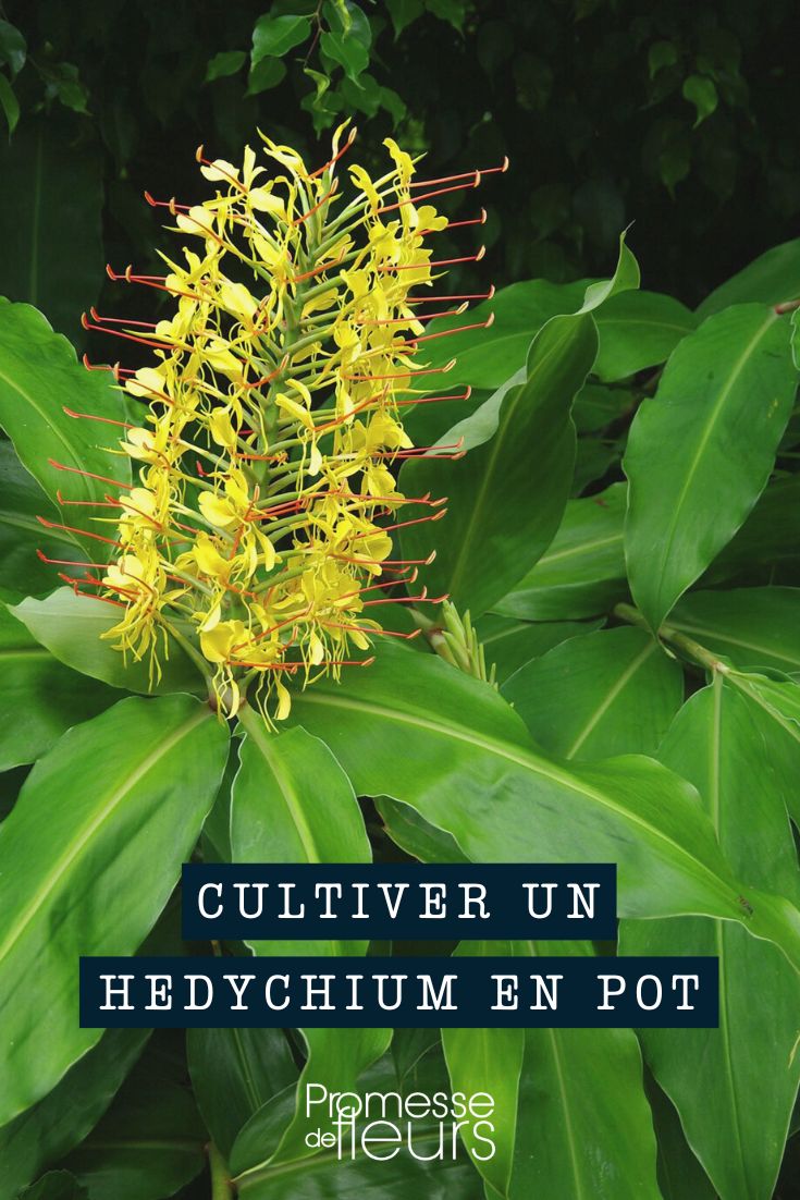 Hedychium Culture: Ornamental Ginger in a Pot or Container