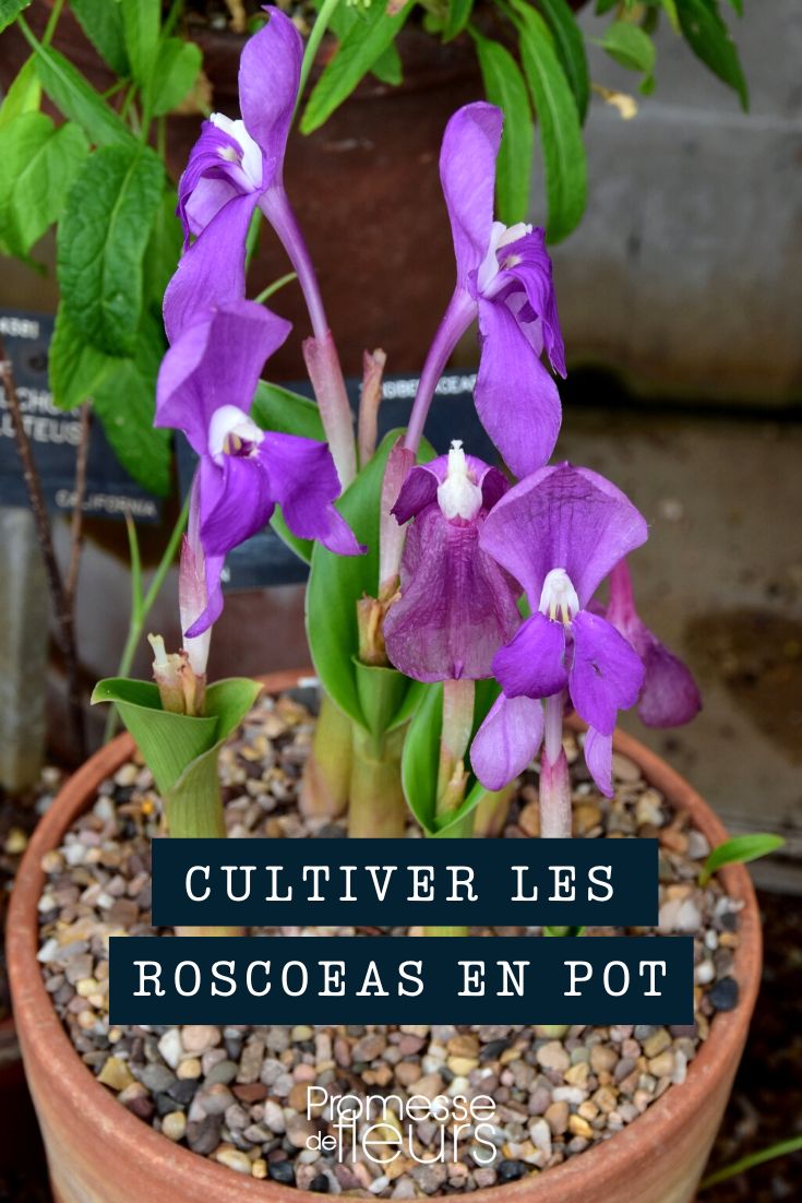 Growing Roscoeas in Containers