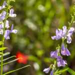 Pairing ideas with Galega