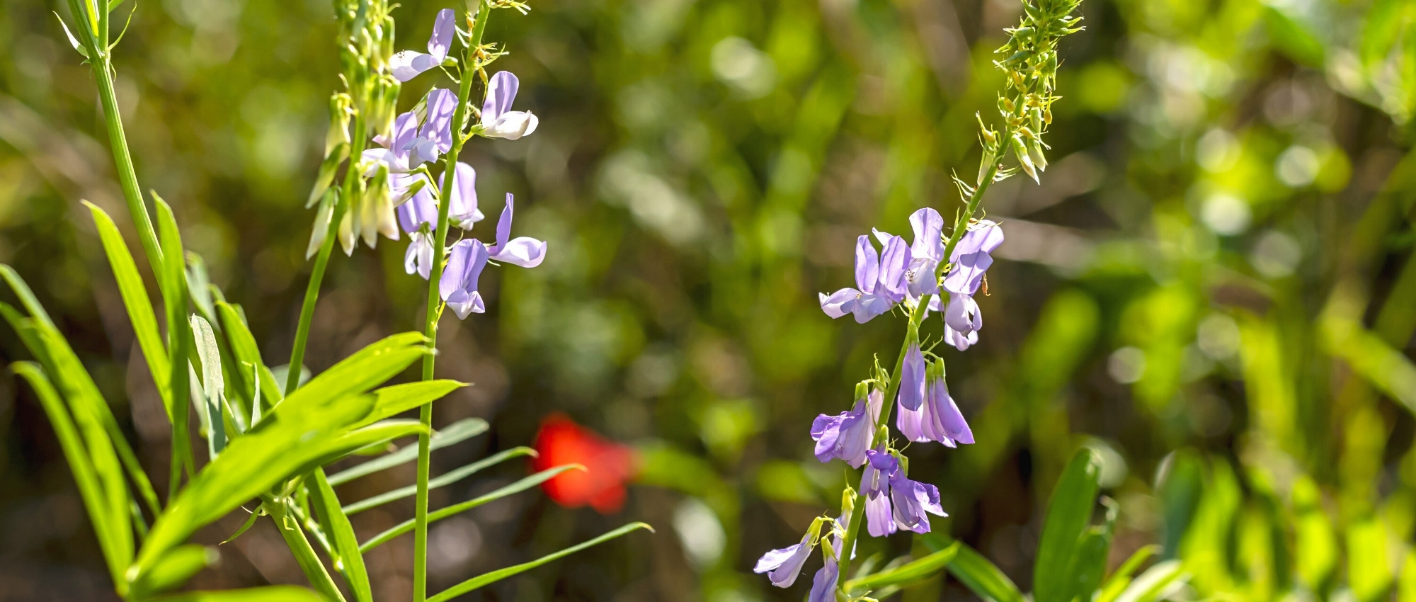 Pairing ideas with Galega