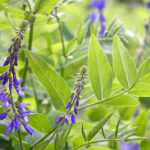 Galega: planting, growing, and care