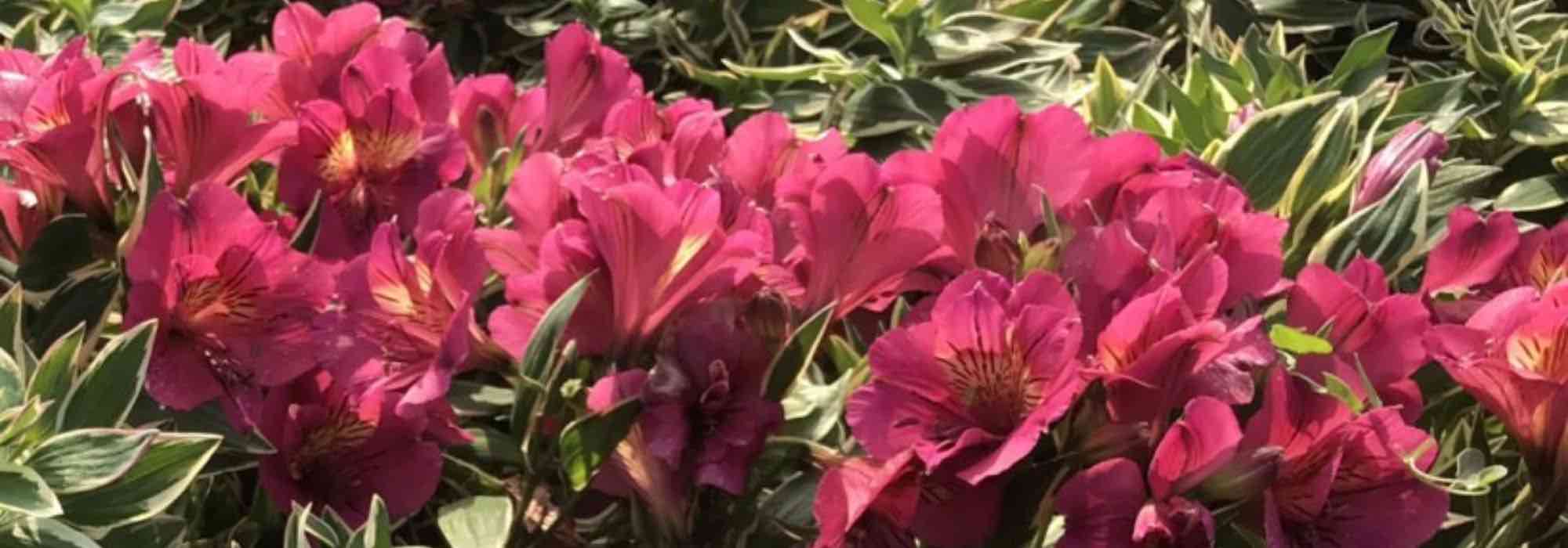 7 Pink Alstroemeria