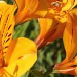 7 Yellow-flowered Alstroemeria